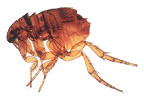 Adult Flea