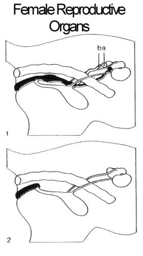 Female Reproductive Organs