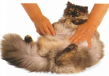 Grooming Cat on Abdomen