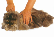 Grooming Neck and Back