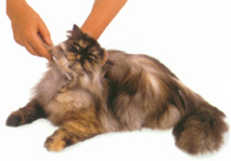 Grooming the Ruff of Cat