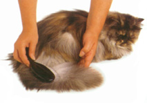 Grooming Tail of Cat