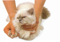 Extending the Cat Claw