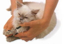 Trimming the Cat Claw