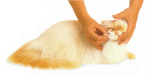 Cleaning the Cat's Eyes