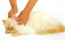 Cleaning the Cat's Ears