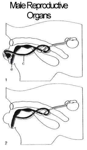 Male Reproductive Organs