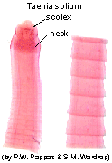 Tapeworm (Taenia solium)