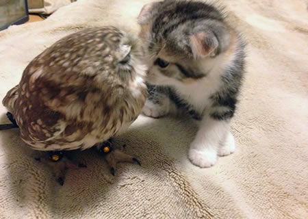 The Kitten and the Owl