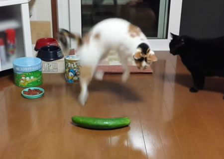 Cat vs. Cucumber