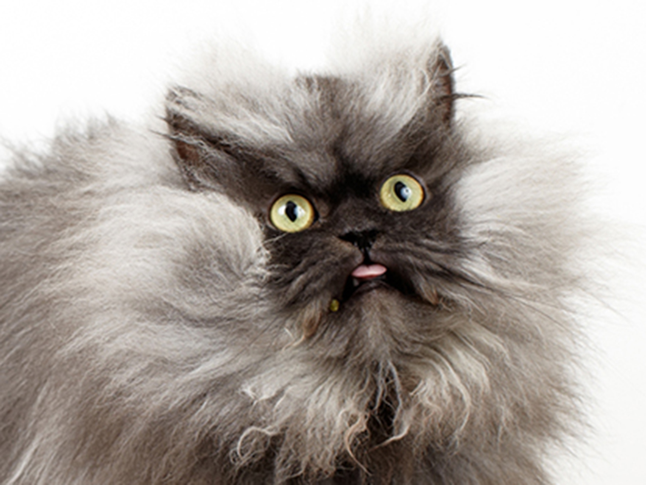 Colonel Meow
