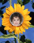 Click to go to Emily's Page