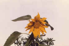 sunflower.JPG (92593 bytes)