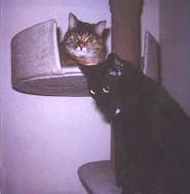 1999 Update