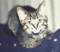 Hobbes