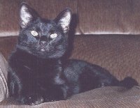 Milagro Negro, (Black Miracle)