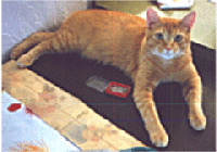 Tigger