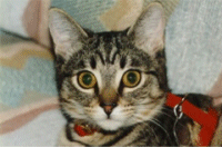 Tigger 1998