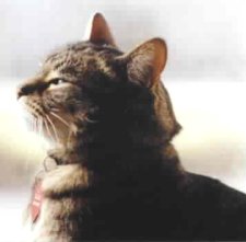 Tigger 1999