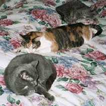 Sadie, Mist and Bessie