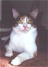 Sadie
