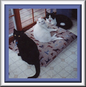 BC, Beau and Bustopher Jones