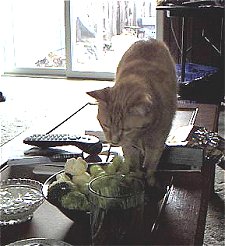 Gus and the grapes