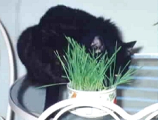 BB's Grass