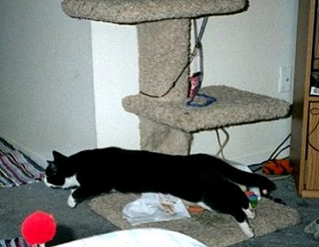 Cookie in Action