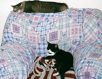 Cookie and Mason