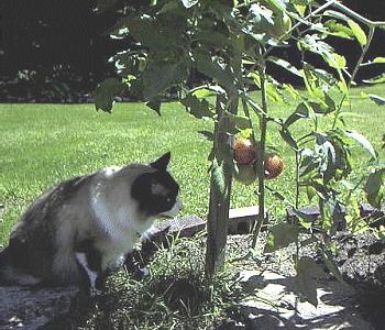 Checking Tomatoes
