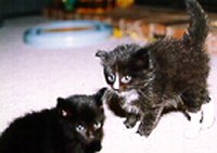 Li'l Bear and Tux