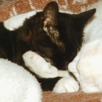 Itty Bitty & Max