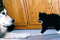 Tux Meets the Dog