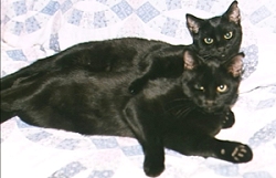 Harley and Ranger