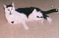 Marble