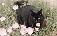 Mel