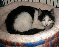 Panda/Tabitha