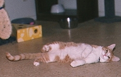 Peaches