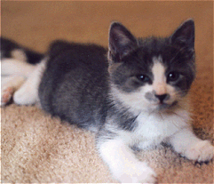 Smudge