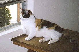 Karma at the window