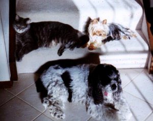 Smokey, Tess and Maggie