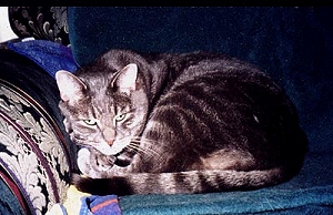 Mr. Smokey