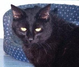 Shadow