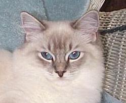 Shiloh