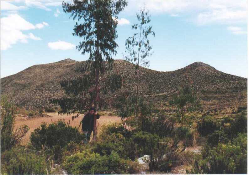 Apunado junto a un Eucaliptus