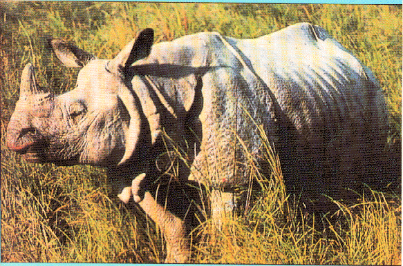 One-horn rhino, Assam