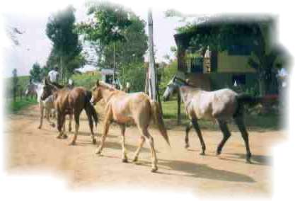 cavalos_.jpg (13967 bytes)