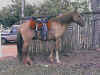 animnais � venda