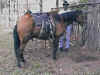 animais � venda